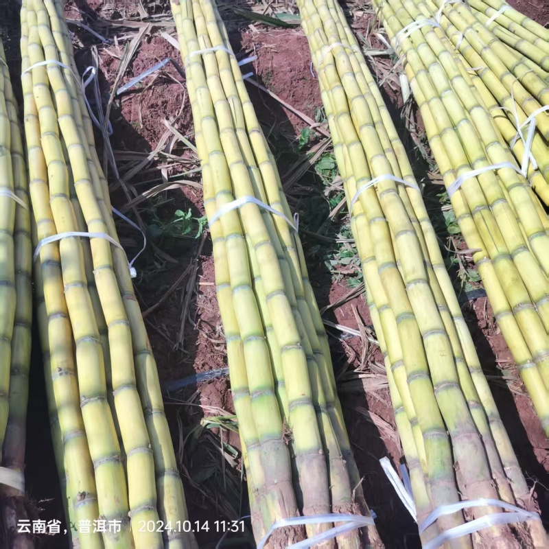 黄金甘蔗，云南黄皮甘蔗，产地直供一手货源
