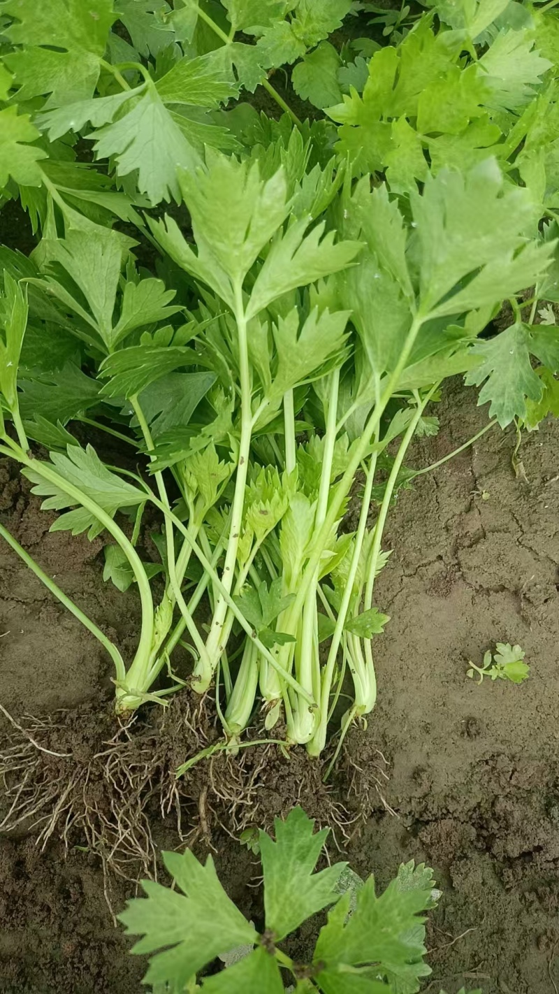 【推荐】法国皇后芹菜苗大量现苗，一级苗，易成活，欢迎咨询