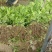 【推荐】法国皇后芹菜苗大量现苗，一级苗，易成活，欢迎咨询