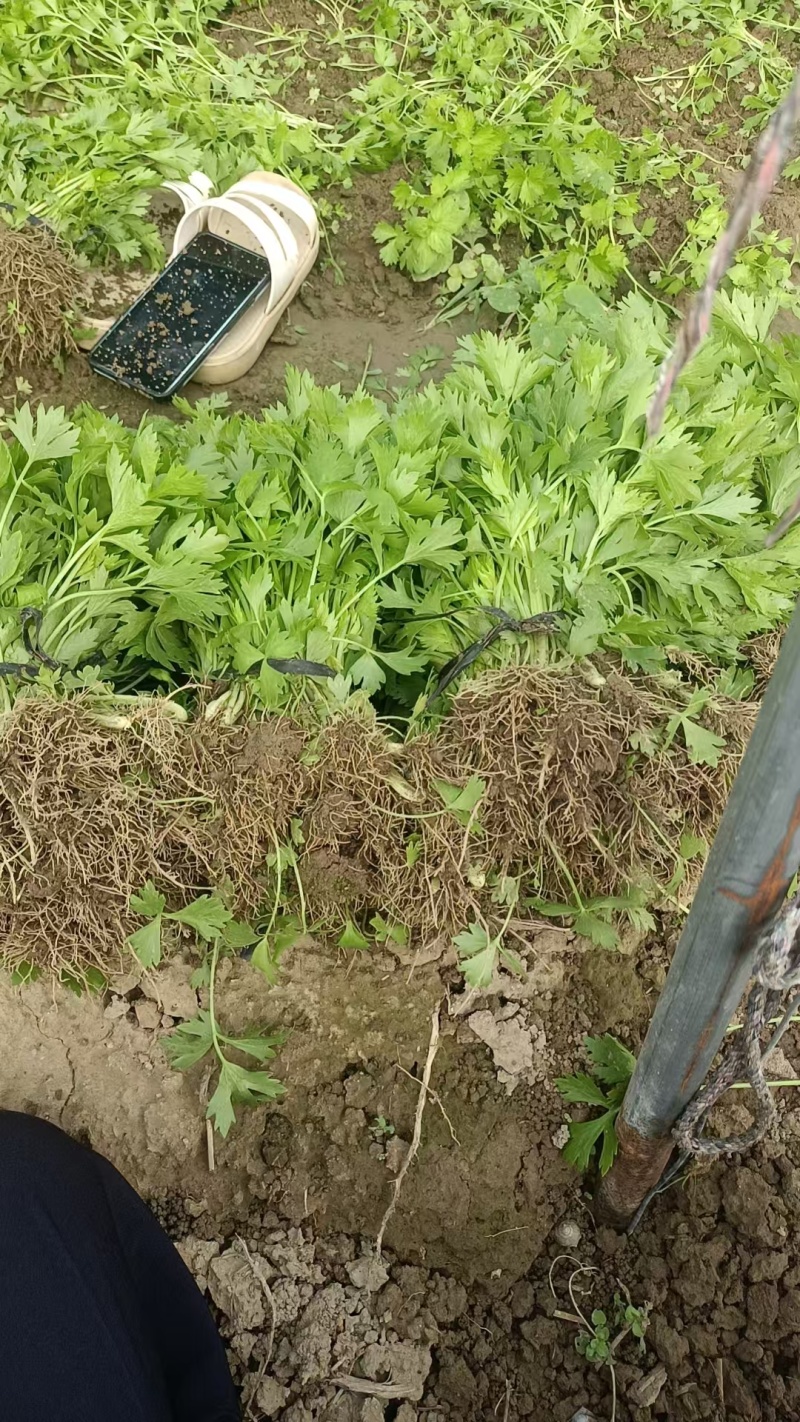 【推荐】法国皇后芹菜苗大量现苗，一级苗，易成活，欢迎咨询