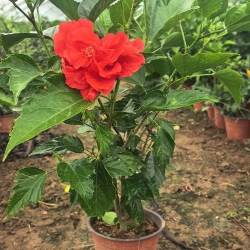 木槿花，扶桑花，桑叶牡丹。