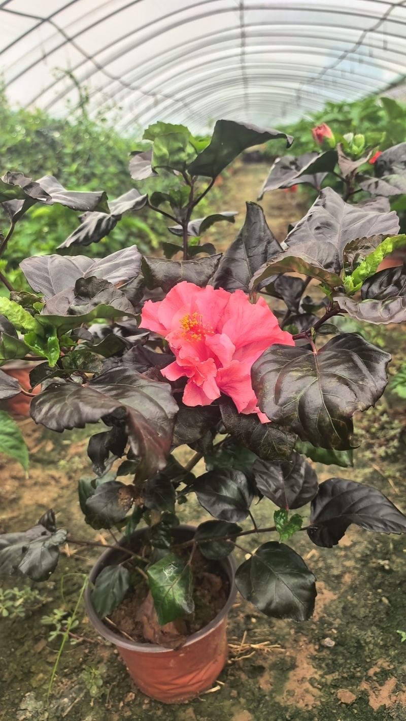 木槿花，扶桑花，桑叶牡丹。