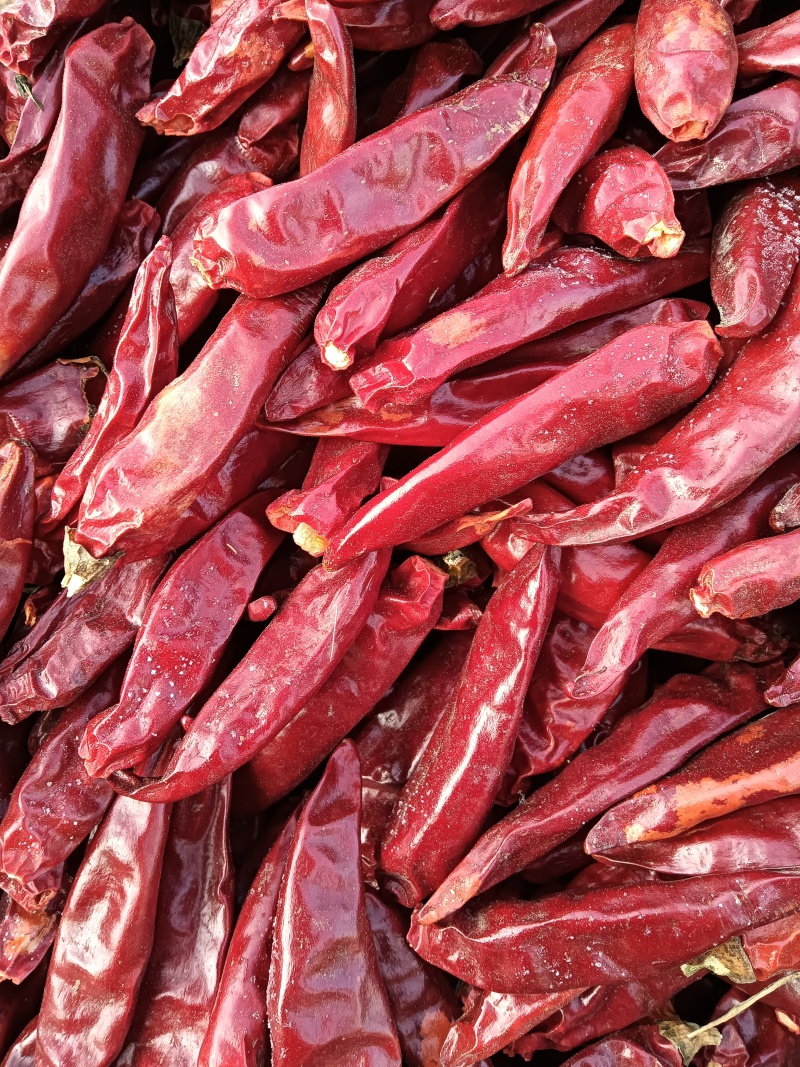 精品三英椒/干辣椒/货源充足量大从优欢迎咨询