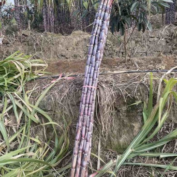 贵州紫皮红皮黑皮甘蔗一件代发社区团购整车走货产地直发
