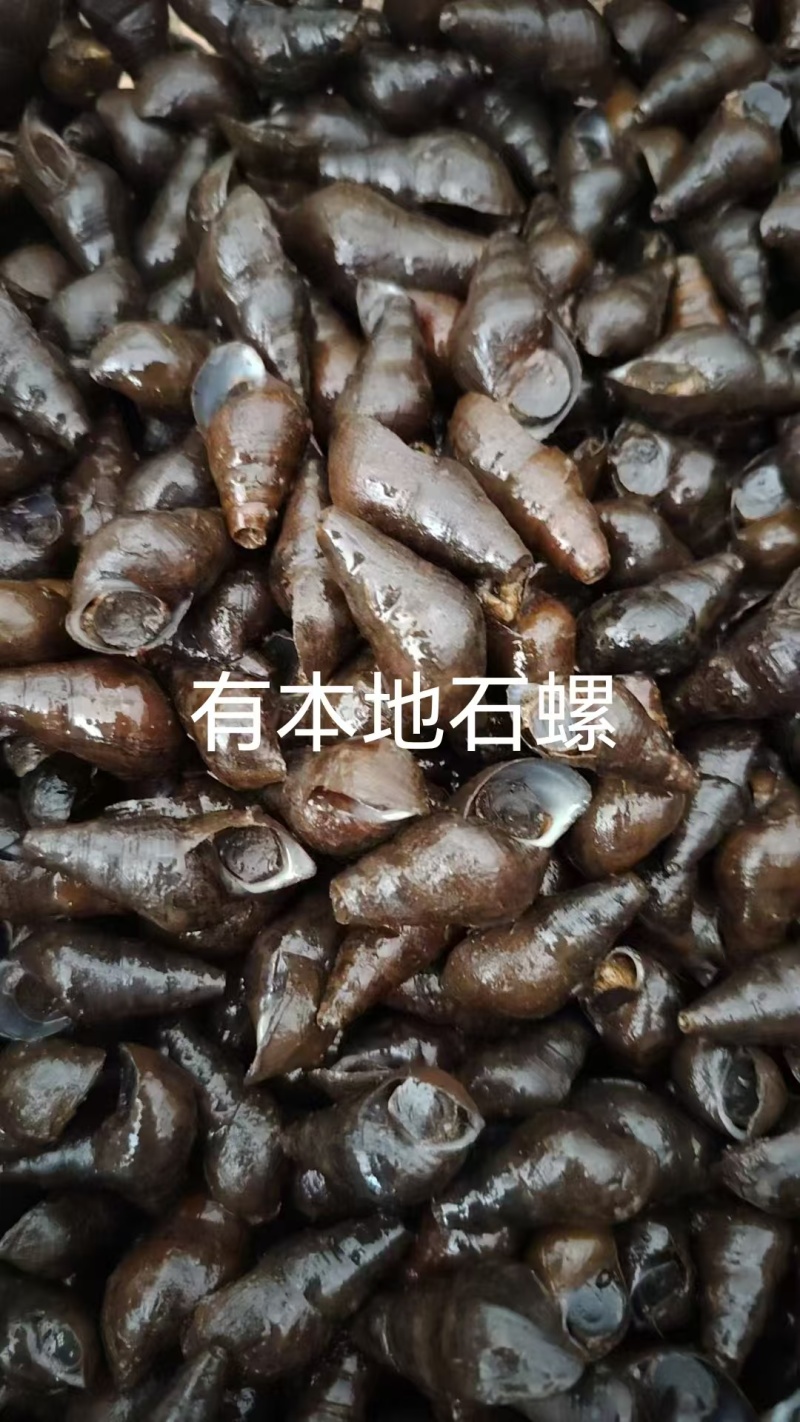 山坑磥，扭扭螺，长期供应，桂林周边500公里内包活包新鲜