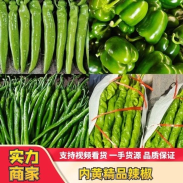 尖椒大棚新苗鲜辣椒冷库打冷冷链发货专业工人打包全国发货