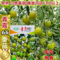 富菜园青霞66番茄种子口感香甜糖度高水果番茄种子早熟无限