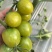 富菜园青霞66番茄种子口感香甜糖度高水果番茄种子早熟无限