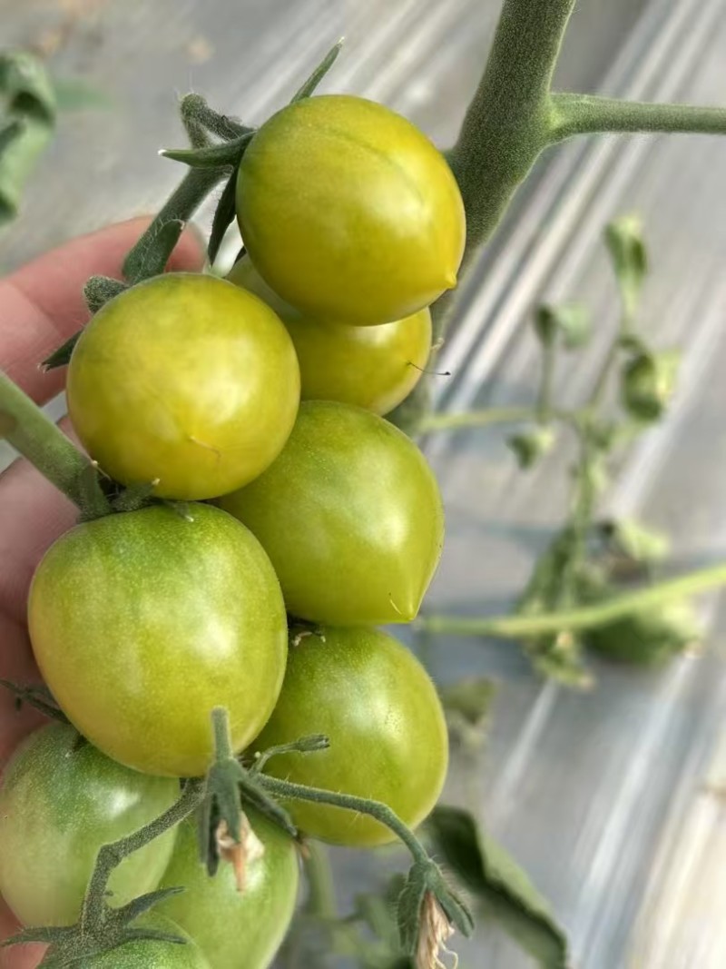 富菜园青霞66番茄种子口感香甜糖度高水果番茄种子早熟无限