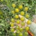 富菜园青霞66番茄种子口感香甜糖度高水果番茄种子早熟无限