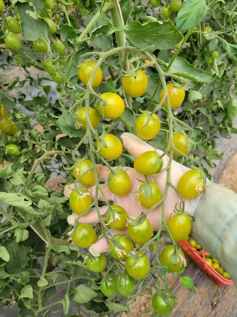 富菜园青霞66番茄种子口感香甜糖度高水果番茄种子早熟无限