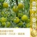 富菜园青霞66番茄种子口感香甜糖度高水果番茄种子早熟无限