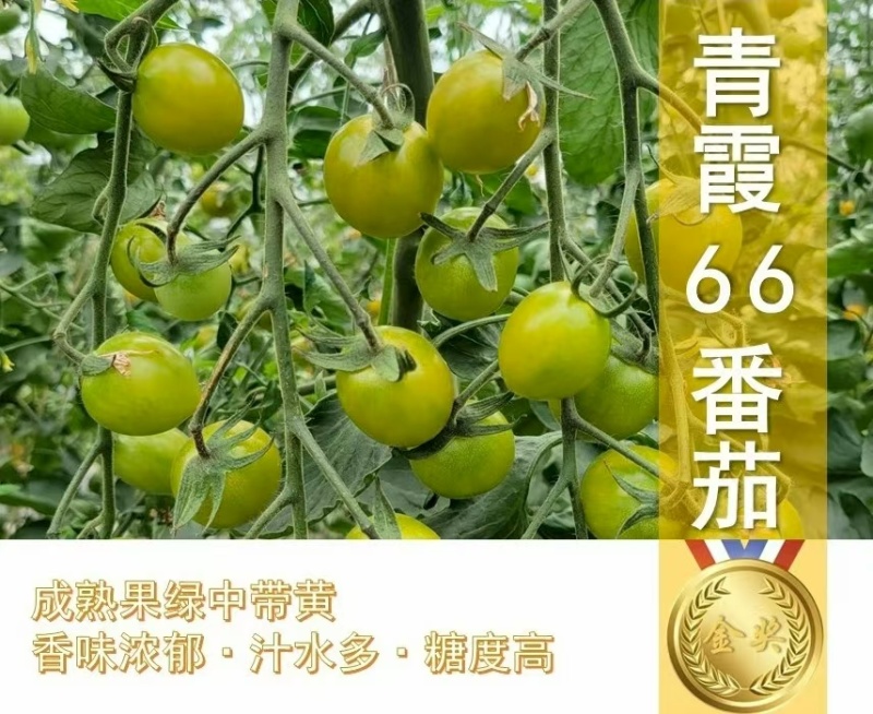 富菜园青霞66番茄种子口感香甜糖度高水果番茄种子早熟无限