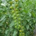富菜园青霞66番茄种子口感香甜糖度高水果番茄种子早熟无限