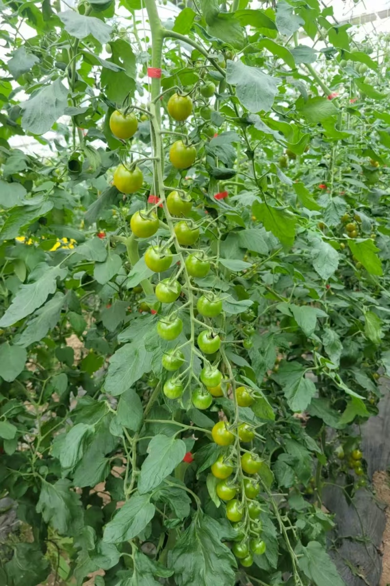 富菜园青霞66番茄种子口感香甜糖度高水果番茄种子早熟无限