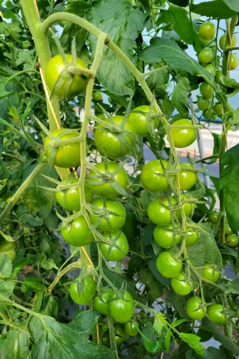 富菜园青霞66番茄种子口感香甜糖度高水果番茄种子早熟无限