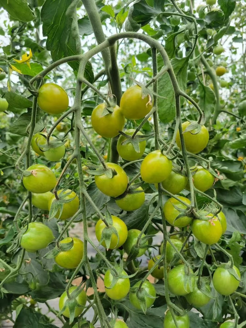 富菜园青霞66番茄种子口感香甜糖度高水果番茄种子早熟无限