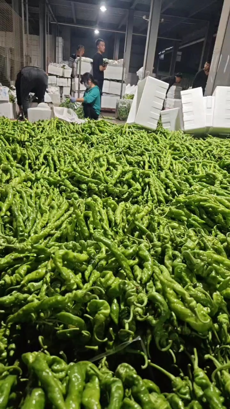 尖椒大棚新苗鲜辣椒冷库打冷冷链发货专业工人打包全国发货