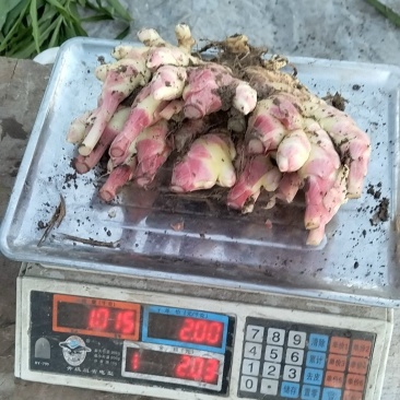 磐安高山红爪姜嫩姜带叶子生姜