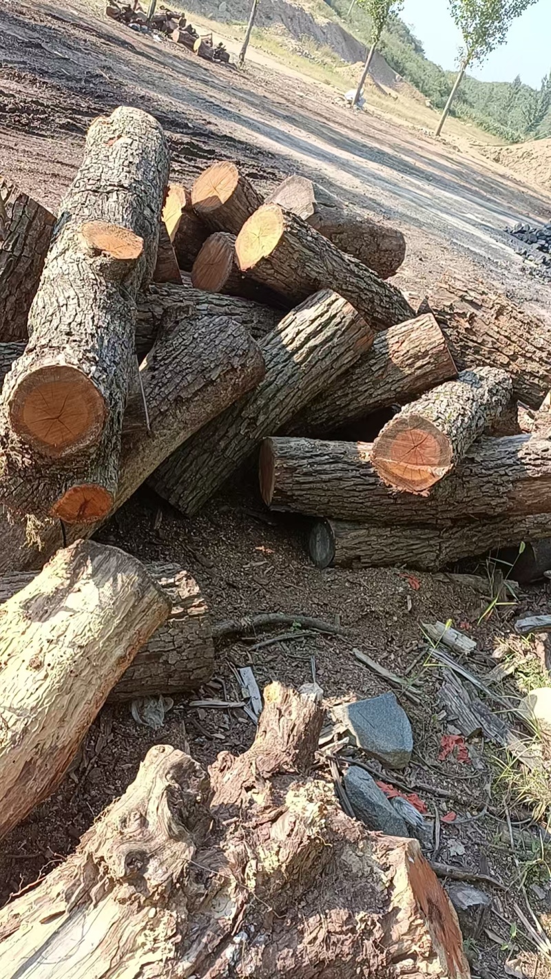 【红心枣木】大量供应一手货源视频看货量大从优