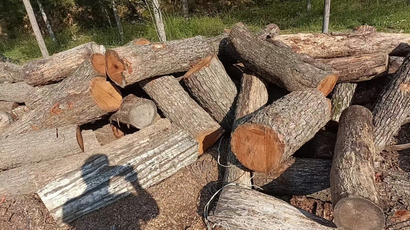 【红心枣木】大量供应一手货源视频看货量大从优