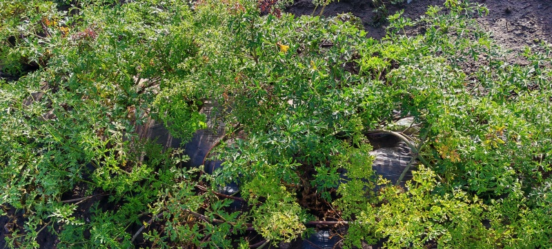 藏当归（人工仿野生种植）高海拔，香味浓郁，价格实惠。