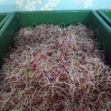 清脆可口萝卜芽拌凉菜**