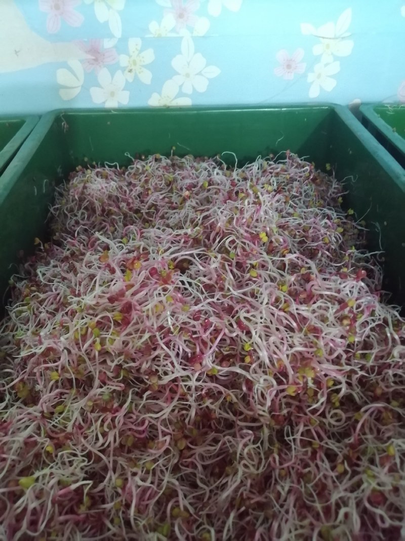 清脆可口萝卜芽拌凉菜**