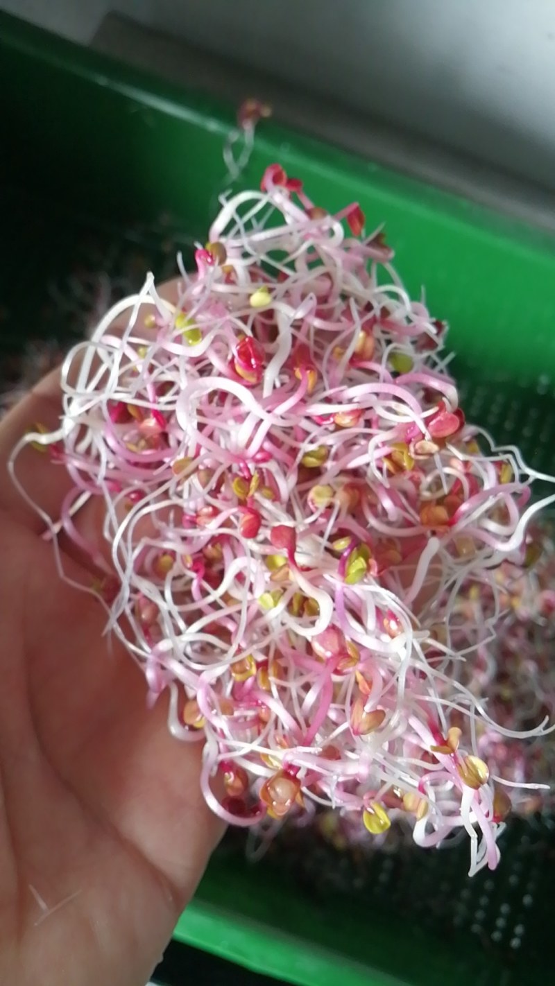 清脆可口萝卜芽拌凉菜**