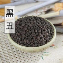 黑白丑牵牛子