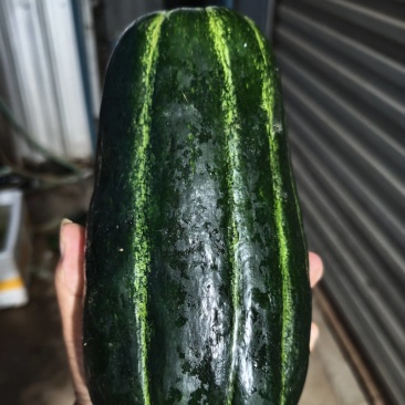 菜瓜，稍瓜，
