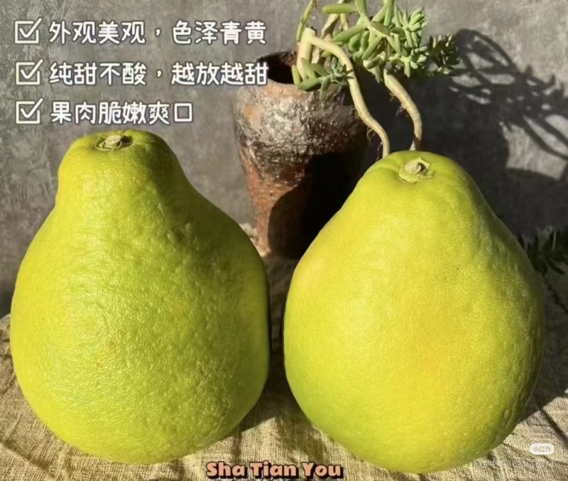 梅州沙田柚包采摘和装车