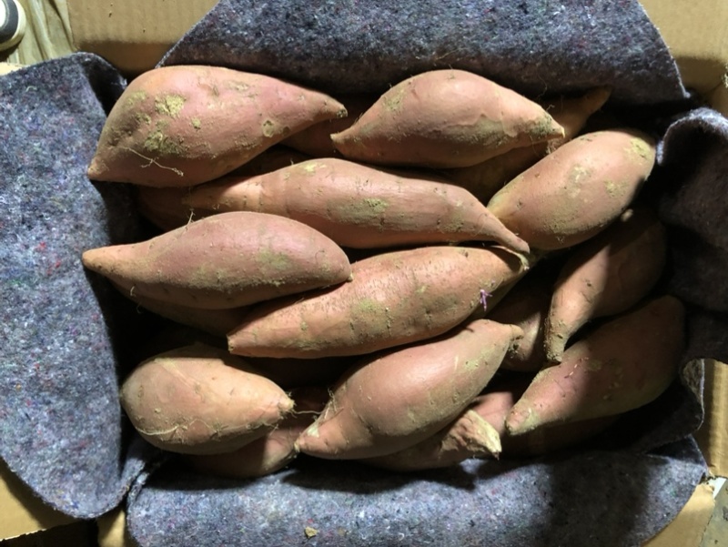 蜜薯、烤薯、烤红薯、烤薯店专用、烤地瓜、烤蜜薯、