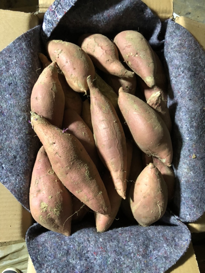 蜜薯、烤薯、烤红薯、烤薯店专用、烤地瓜、烤蜜薯、