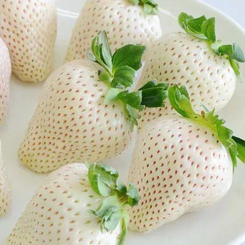 建德白露草莓苗怎么样？白草莓品种天花板级别