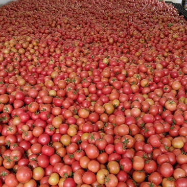 高品质番茄