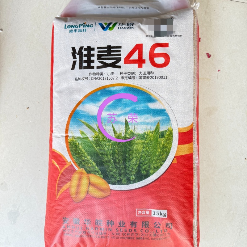 淮麦46小麦种子优质穗大高产原装矮杆抗倒抗病小麦种籽
