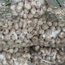 精品大蒜常年供应保证品质供应全国市场电商商超