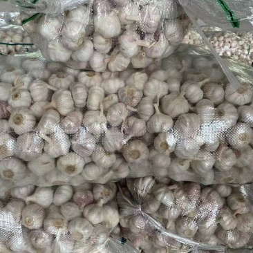 精品大蒜常年供应保证品质供应全国市场电商商超