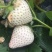 建德白露草莓苗怎么样？白草莓品种天花板级别