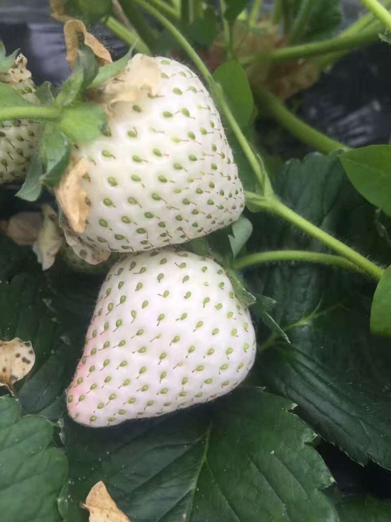 建德白露草莓苗怎么样？白草莓品种天花板级别