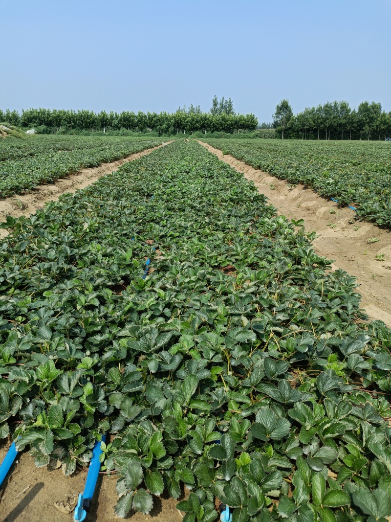 建德白露草莓苗怎么样？白草莓品种天花板级别