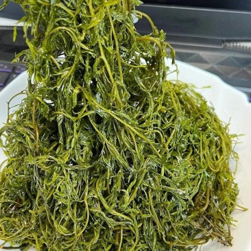霞浦马尾藻鞭炮笋长寿菜