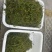 霞浦马尾藻鞭炮笋长寿菜