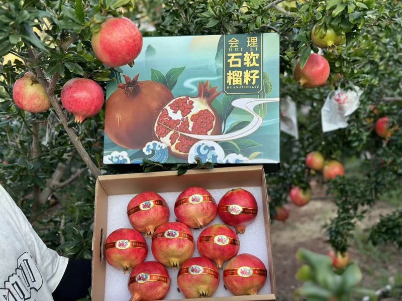 四川会理软籽石榴