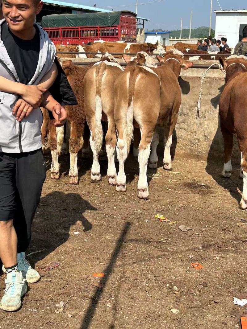 大家好，我是贵州威宁牛羊经纪人