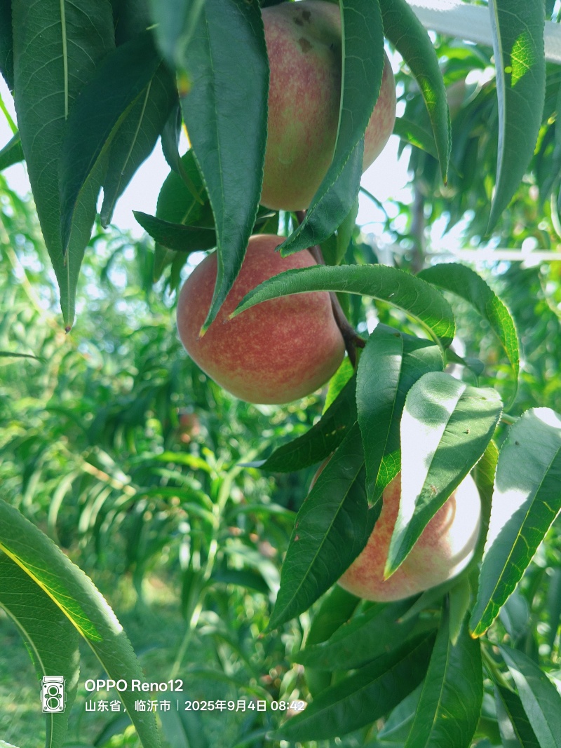 山东平邑精品秋蜜桃冬桃颗粒饱满口感脆甜货源充足代发全国。
