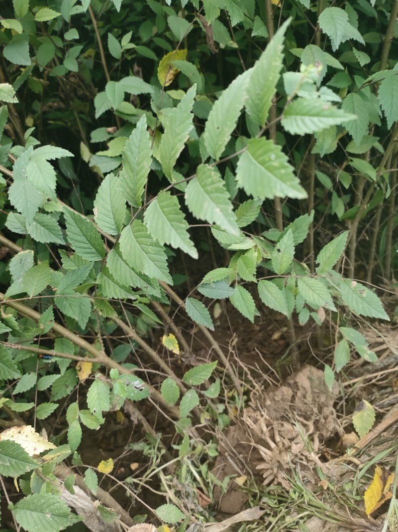 榆树苗白榆苗金叶榆苗