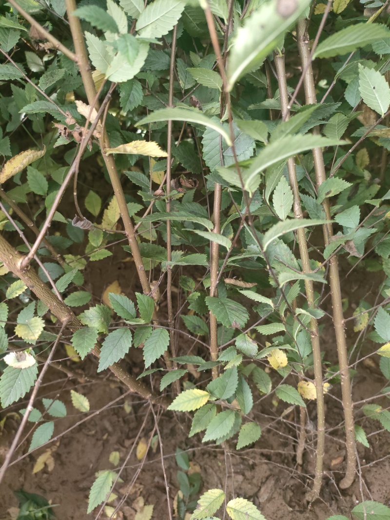 榆树苗白榆苗金叶榆苗