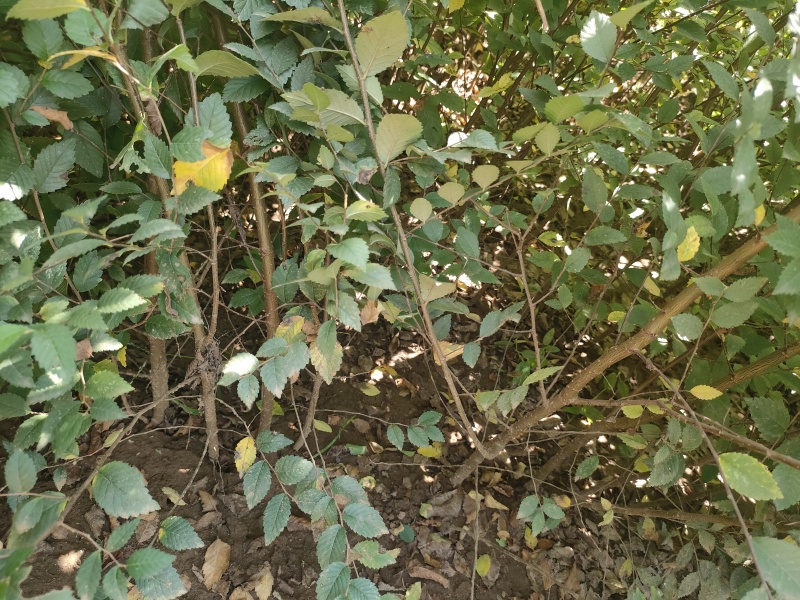 榆树苗白榆苗金叶榆苗